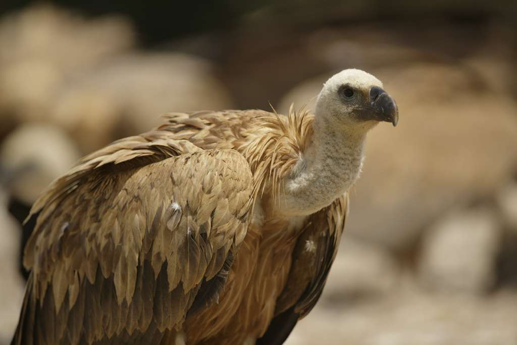 Estupendo fin de semana en lo Hides de la Reserva de Campanario 2 Estupendo fin de semana en lo Hides de la Reserva de Campanario 2