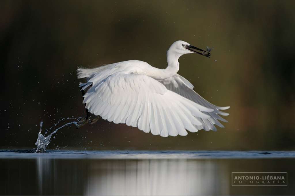 Fotografía de Naturaleza por Antonio Liébana 2 71