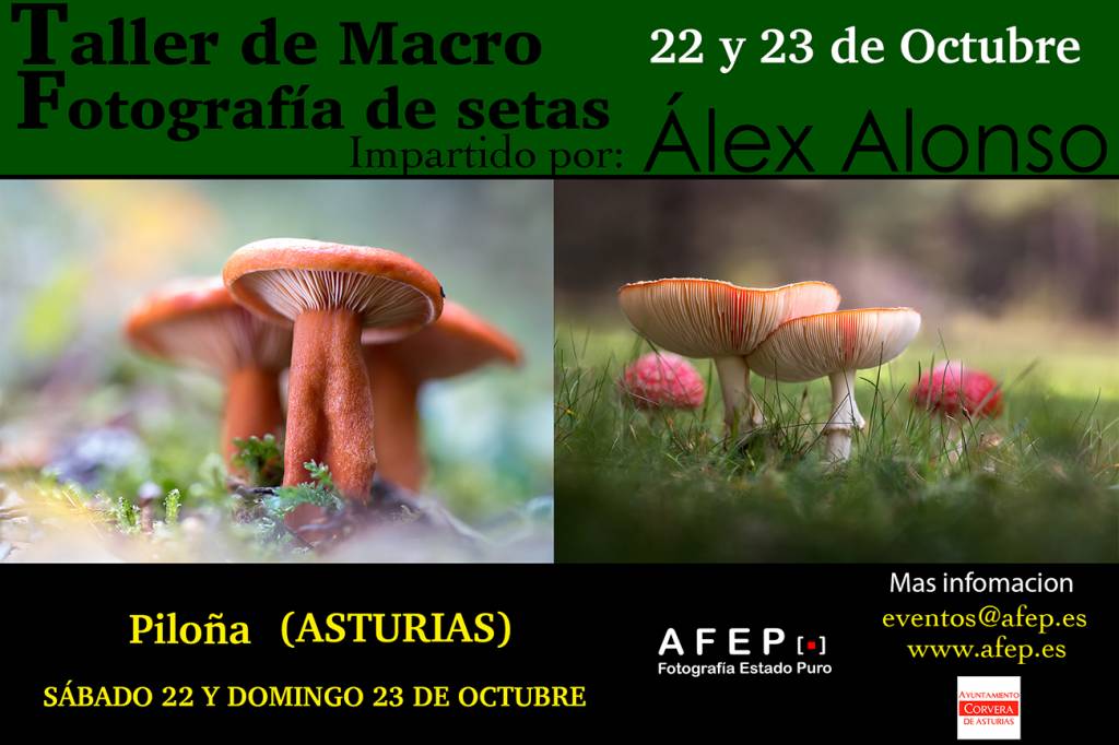22 y 23 Octubre Alex Alonso. Taller de fotografía micológica (Macro de setas) 2