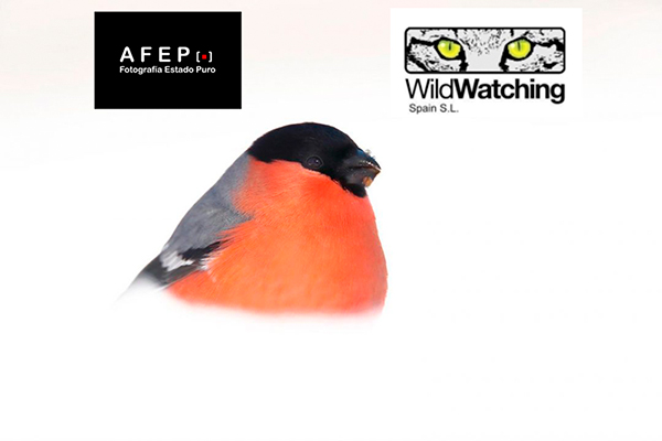 AFEP alcanza un acuerdo con WildWatching para el uso de los Hides 5