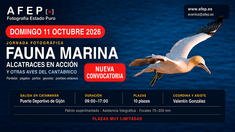 "NUEVA CONVOCATORIA" Jornada fotográfica de fauna marina 8