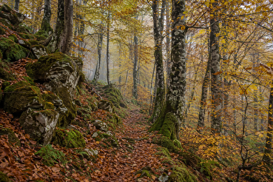 Jornada fotografica otoñal Sábado 7 de Noviembre 2 Jornada fotografica otoñal Sábado 7 de Noviembre 2